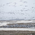 Sandhill cranes on sanddune